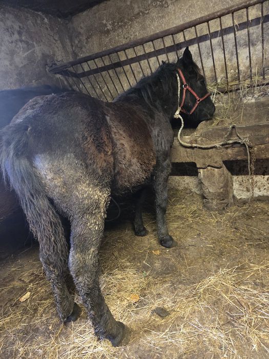 Zrebica kalcz sprzedam