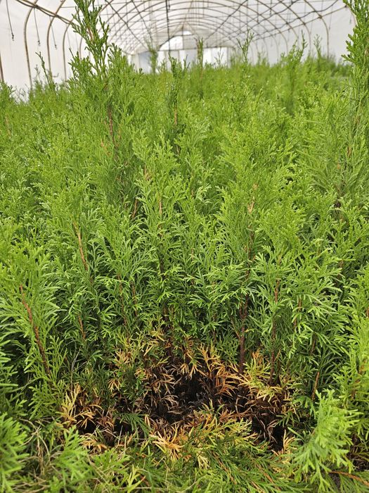 Tuja Smaragd - Szmaragd, trzyletnie sadzonki