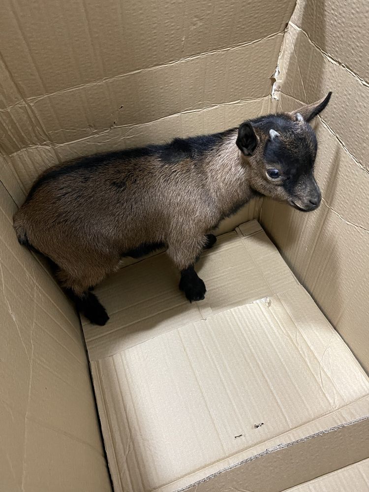 Cabrito Anão Novo