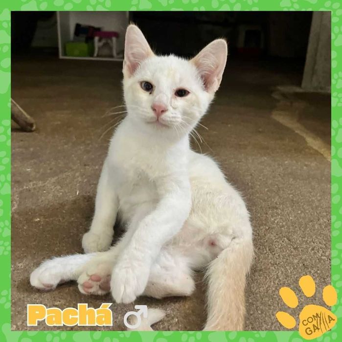 Gatinhos para adoção - Sultão e Pachá
