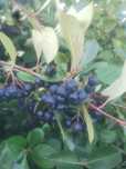 Aronia ekologiczna