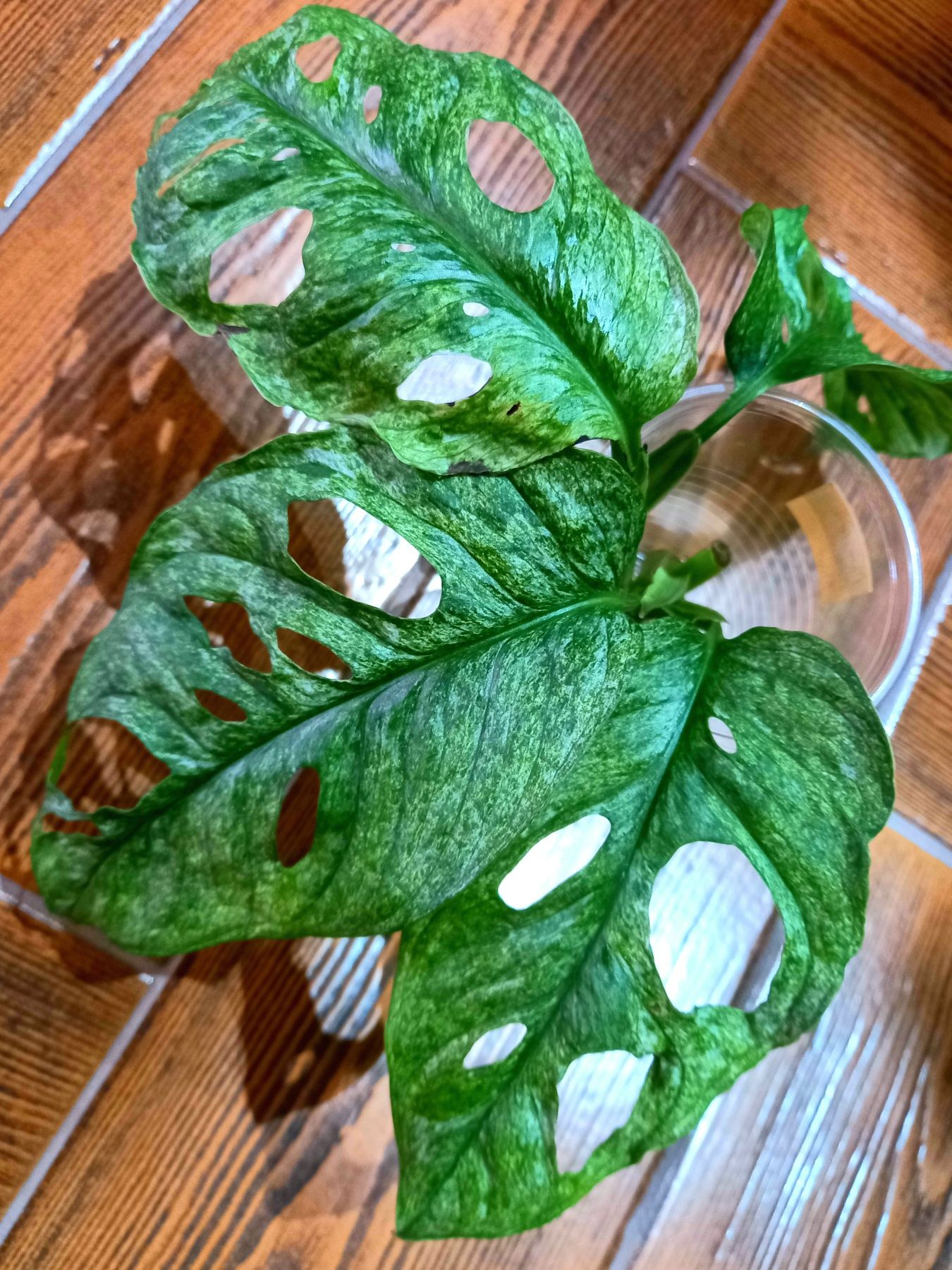 Monstera Adansonii Mint , Variegata , roślina kol.