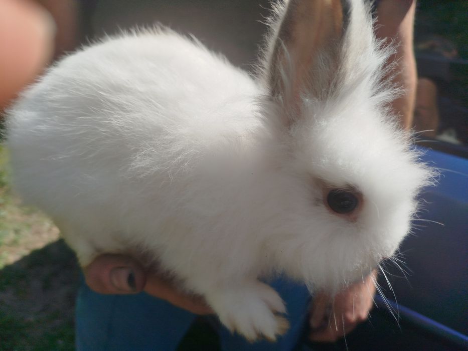 Miniatury króliczków angora i karzełek Tedy