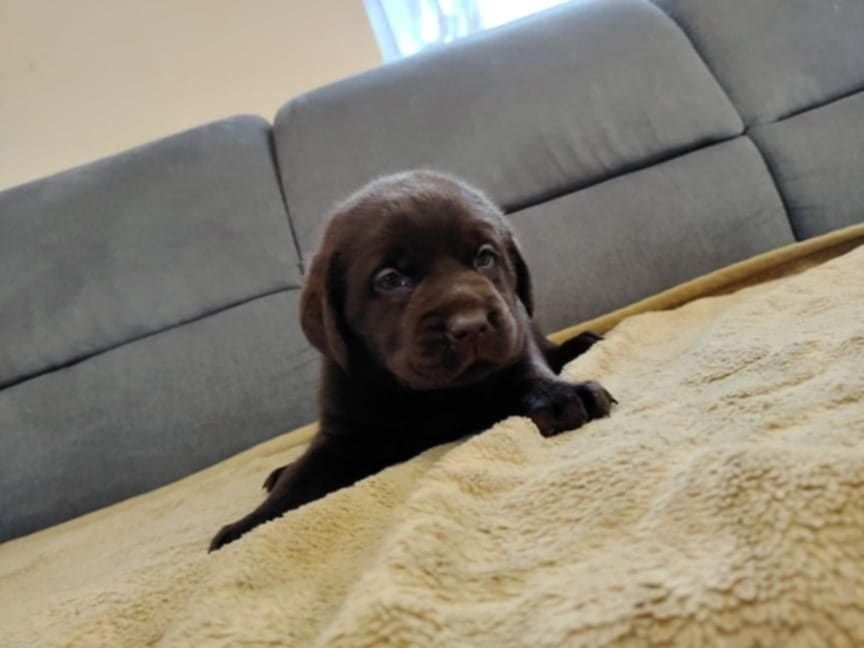 Labrador retriever