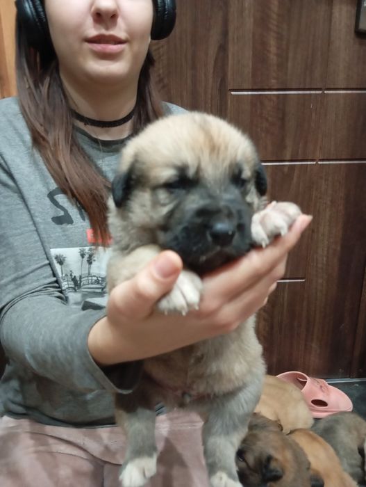 Продам шенков алабая