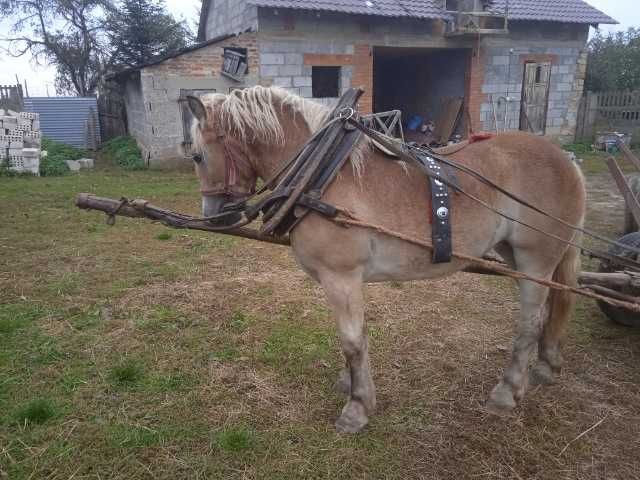 Sprzedam źrebicę zimnokrwistą