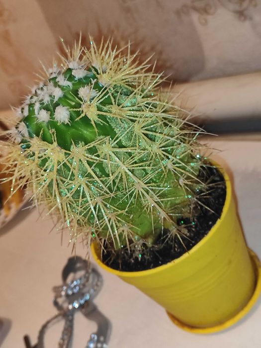 Продам Кактус Грузони, эхинокактус