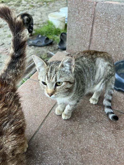 Kotki koty male do adopcji za darmo