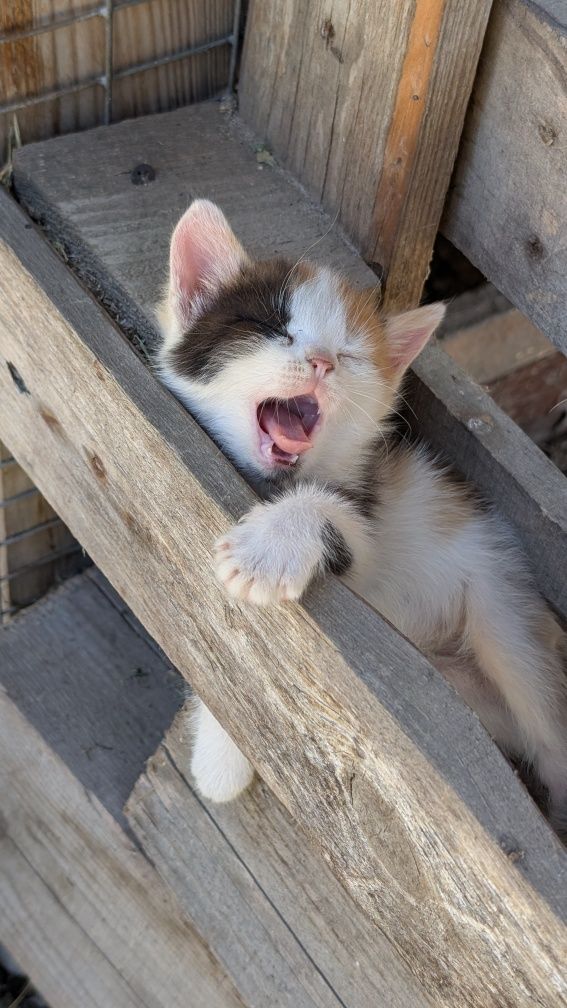 Котята ,кіт , котик