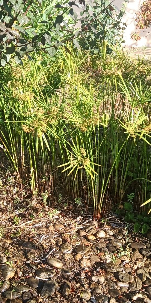 Papyrus-anão (Cyperus Alternifolius)
