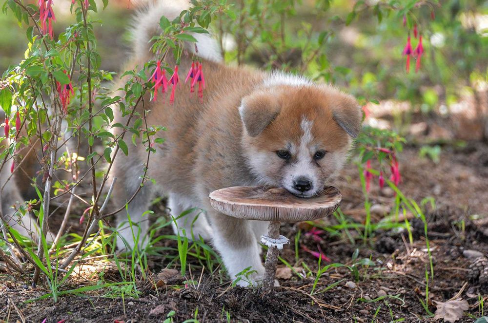 Akita inu-akita japońska czerwony piesek FCI