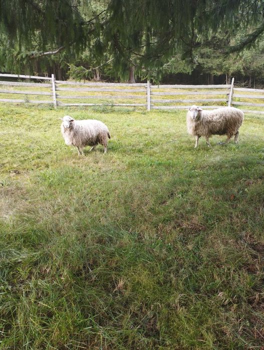 Продам барана, вівцю із ягнятком