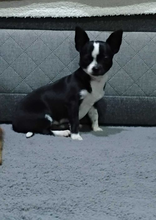 Piesek Chihuahua