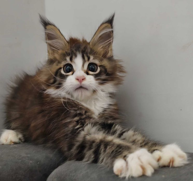 Maine Coon cudowne kocięta