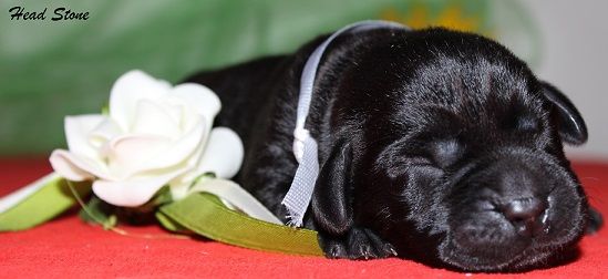 Прекрасные щенки Лабрадора ретривера