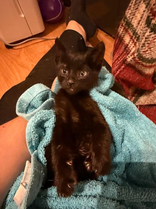 Sherek -gato bebe para adoção