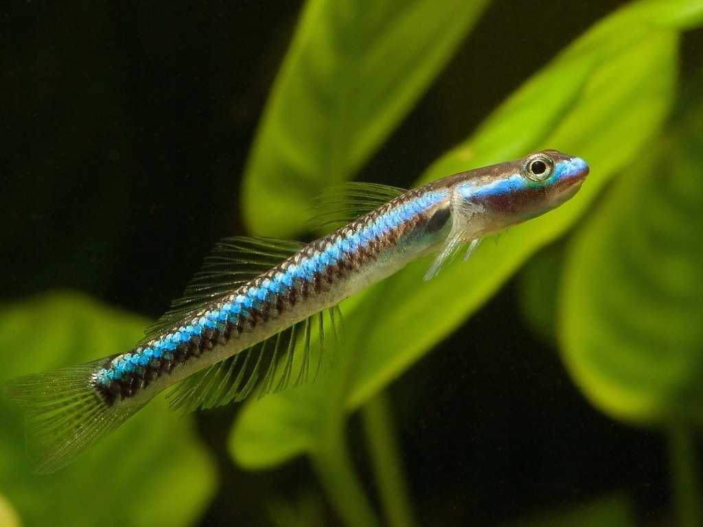 Babka Stiphodon blue neon. Cetarius