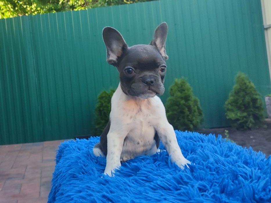 французский бульдог мальчик и девочка