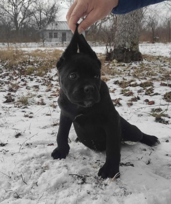 До вашої уваги, цуценята щенки Кане корсо,