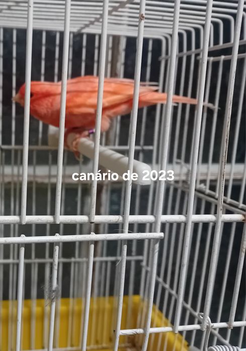 Canários de vermelho de 2023