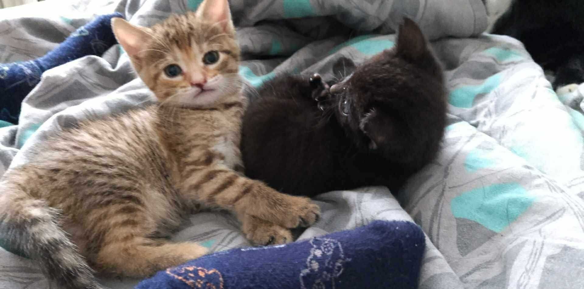 Kotki do adopcji