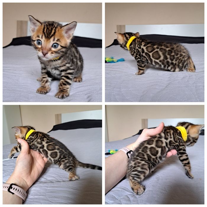 Kot bengalski kocurek bengal kocięta