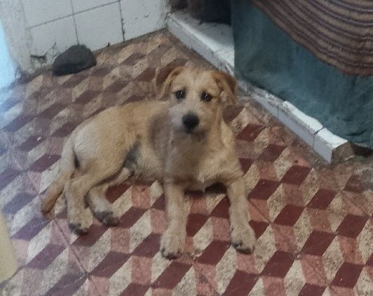 Adoção Não tanho tempo cão