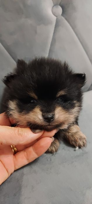 Szpic miniaturowy Black and ten