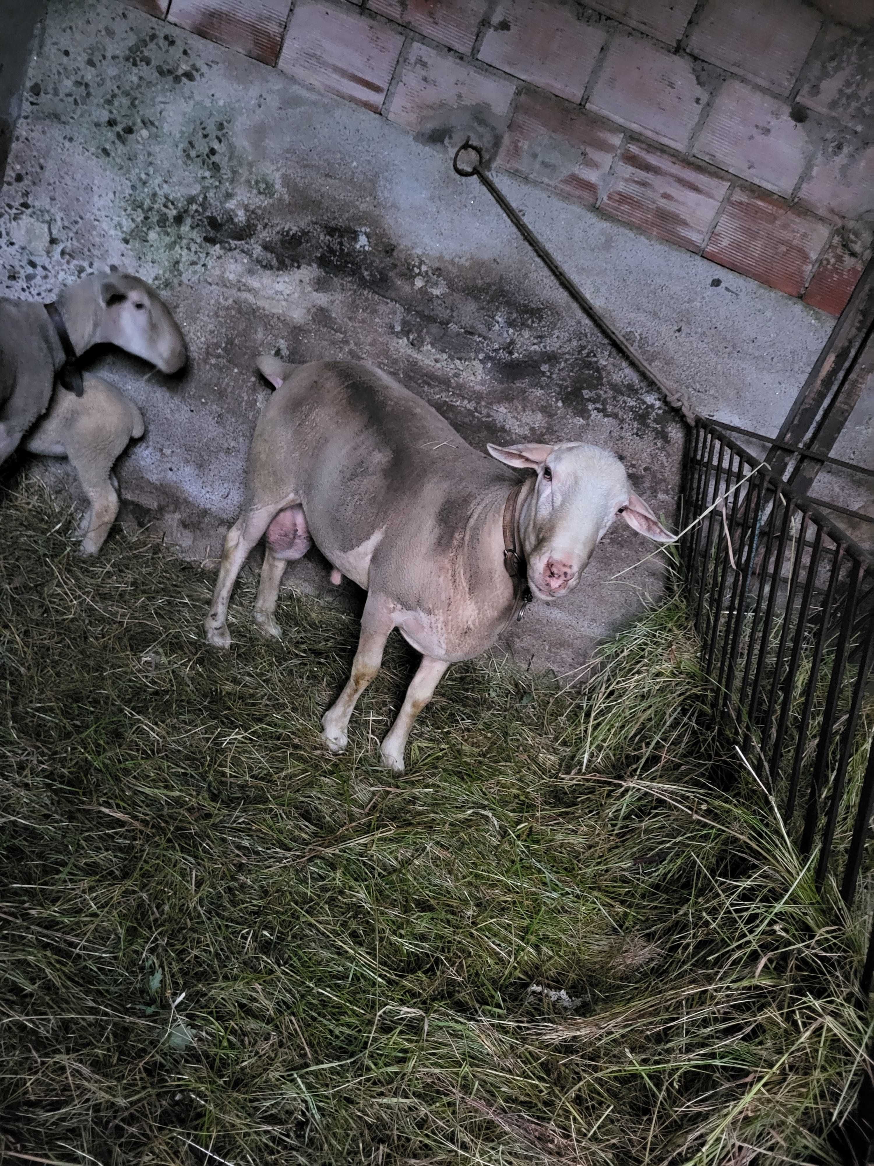 Carneiro com ano e meio e ovelha com três anos e filha