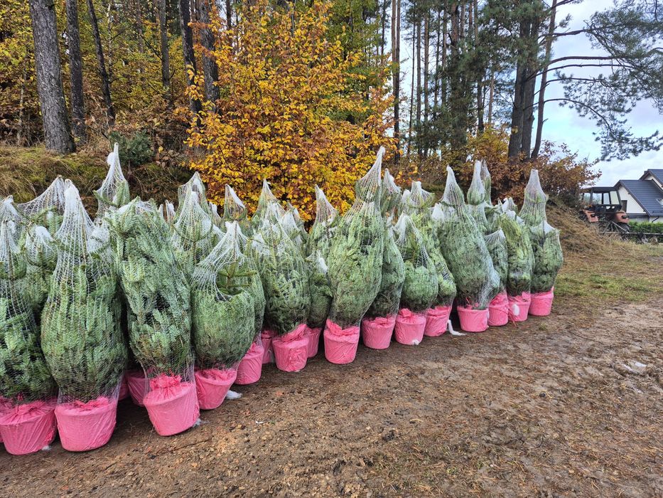 Jodła kaukaska donicowana