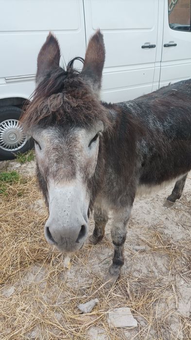 Дорослий віслюк 7 років
