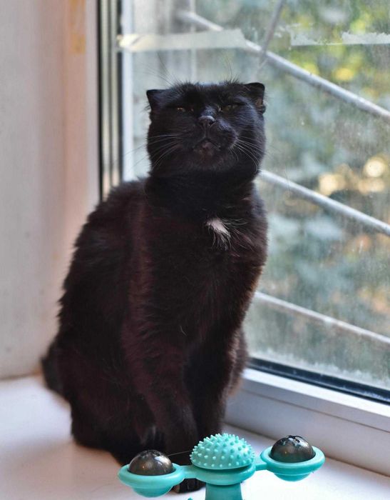 Друге життя  для Аліси