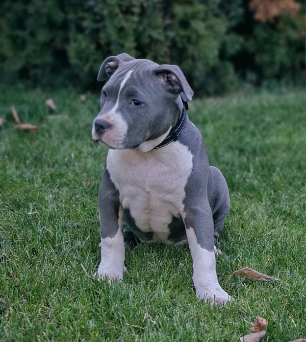 Piękny piesek amstaff