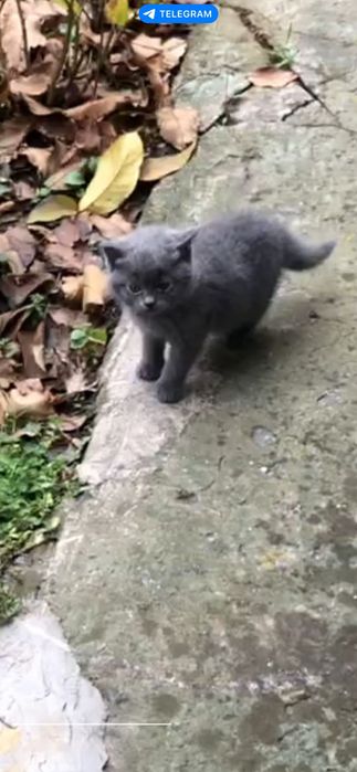 Кошеня, 2 сірих, 2 міс.