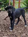 Dogue Alemao Preto de Arlequim Fêmea
