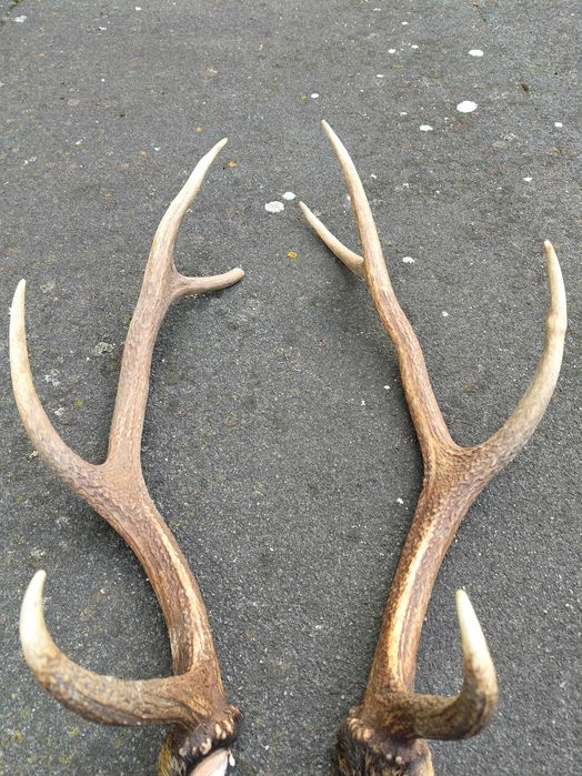 Poroże jelenia 1,3 kg para