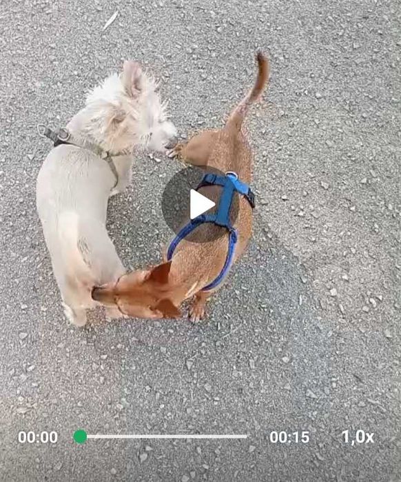 faço passeio ou corrida com  o seu cão