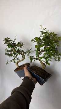 Karmona drobnolistna, bonsai, Idealny prezent