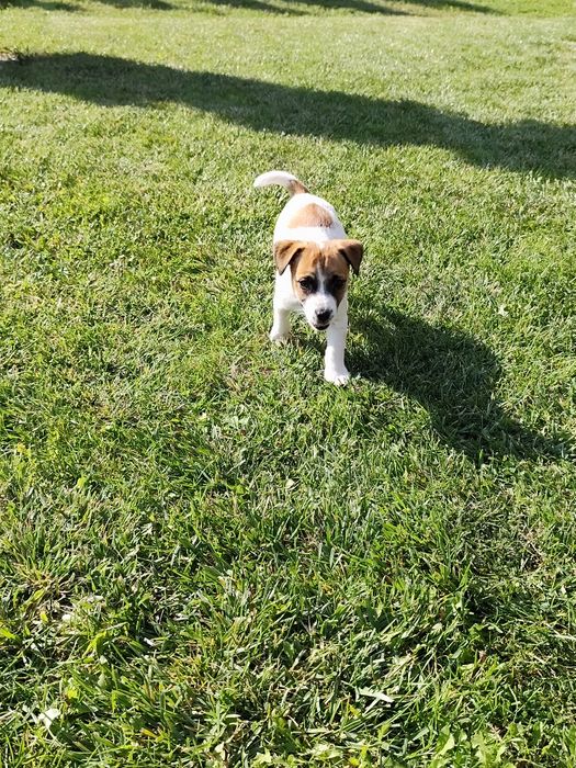 Śliczna sunia Jack Russell gładkowłosa