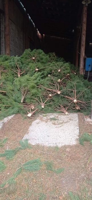 Сосна новорічна, опт