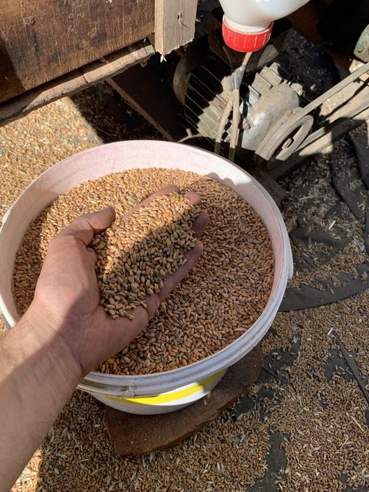 Озима пшениця БОГИНЯ 1 - репродукція