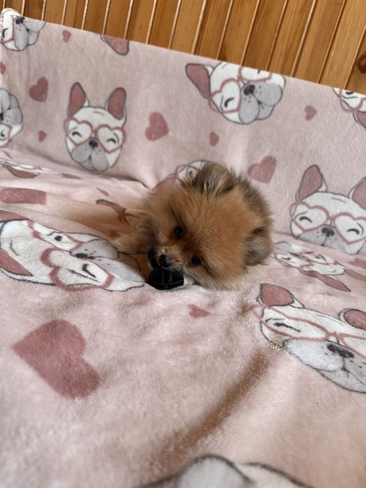 Szpic miniaturowy pomeranian