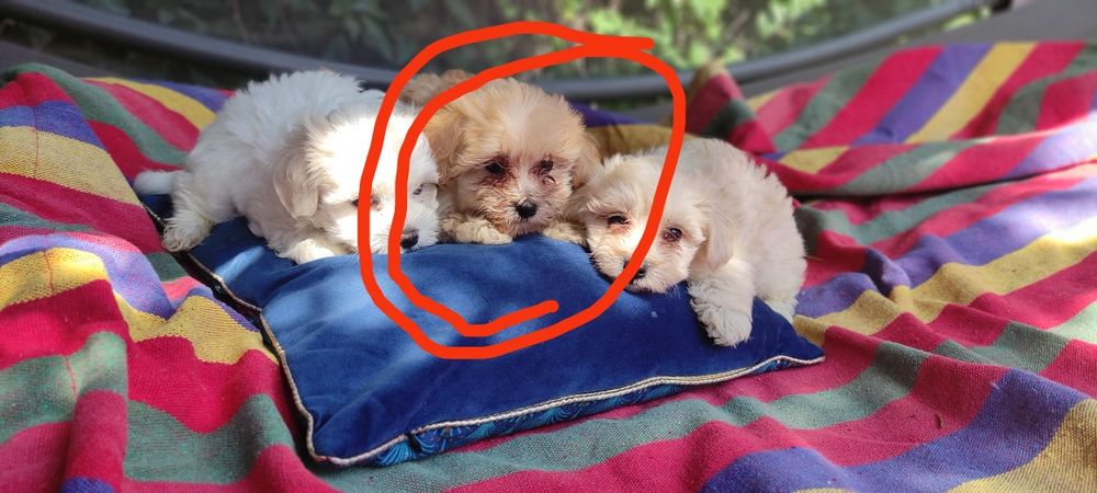 Maltipoo chlopiec Warszawa maltańczyk pudel