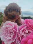 Maltipoo szczeniak pies red