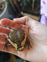 Украшенный узкорот kaloula pulchra лягушка