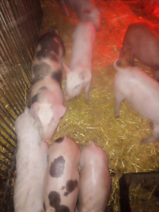 Продам поросят!!!