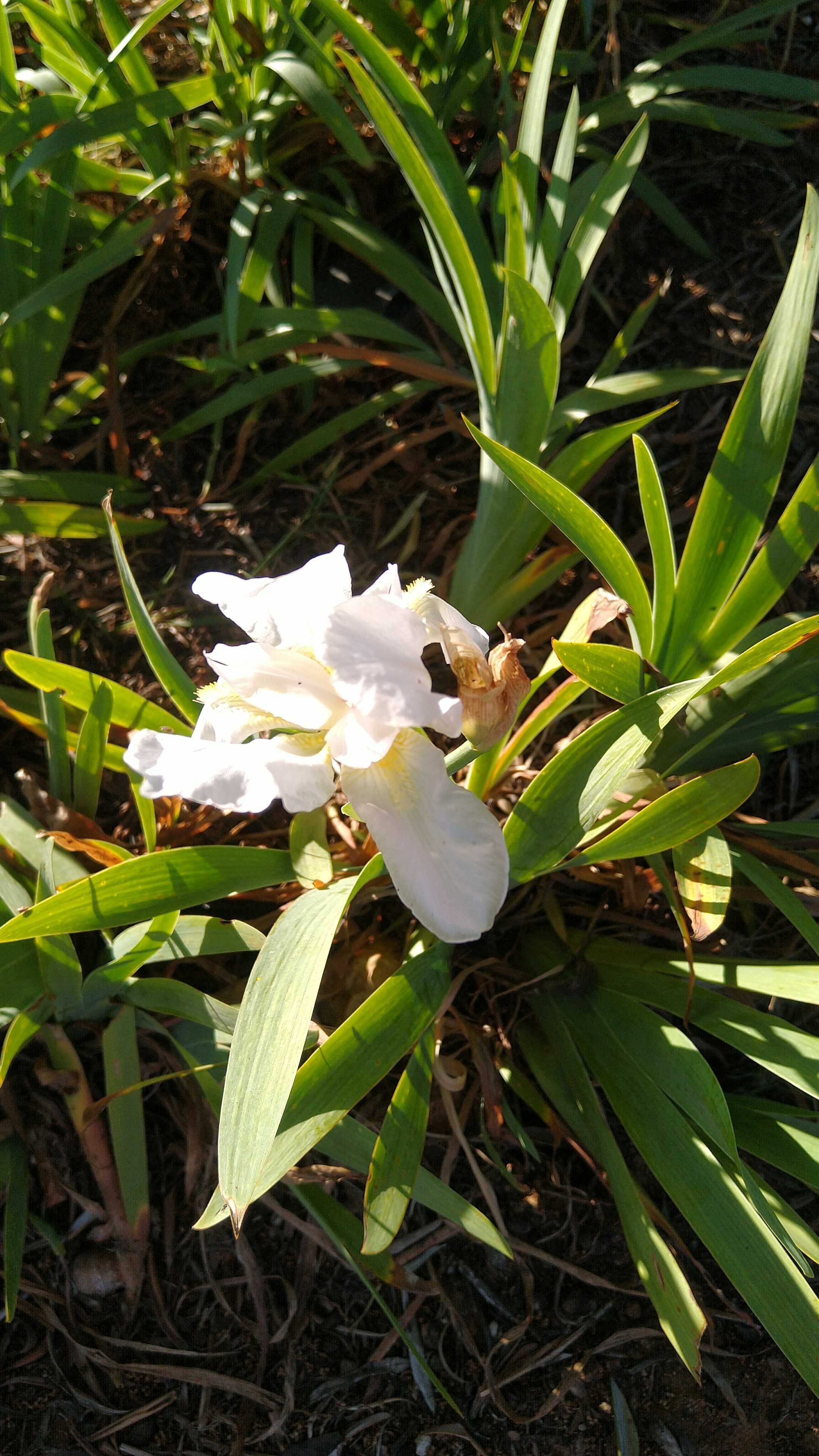 Iris germanica branco
