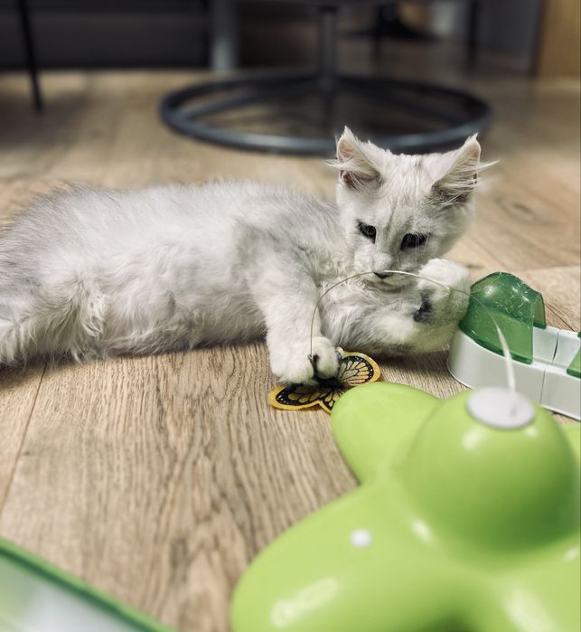 Diesel kocurek Maine Coon, rodowód FPL - rezerwacja