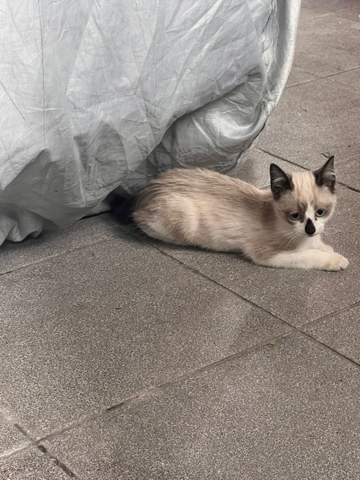 Gatas para adoção responsável