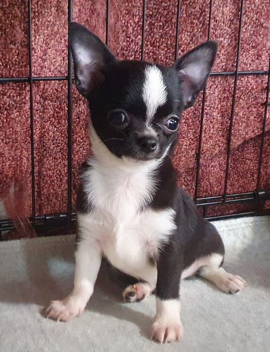 Расписной мальчишка чихуахуа